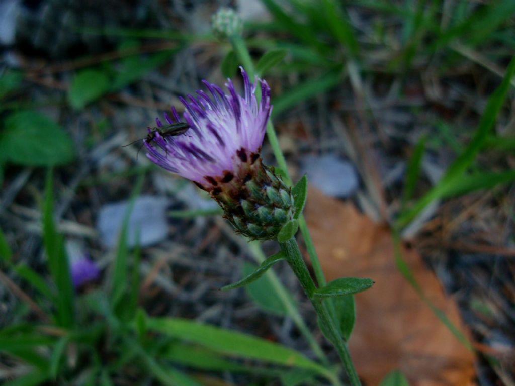 Centaurea ligure 2